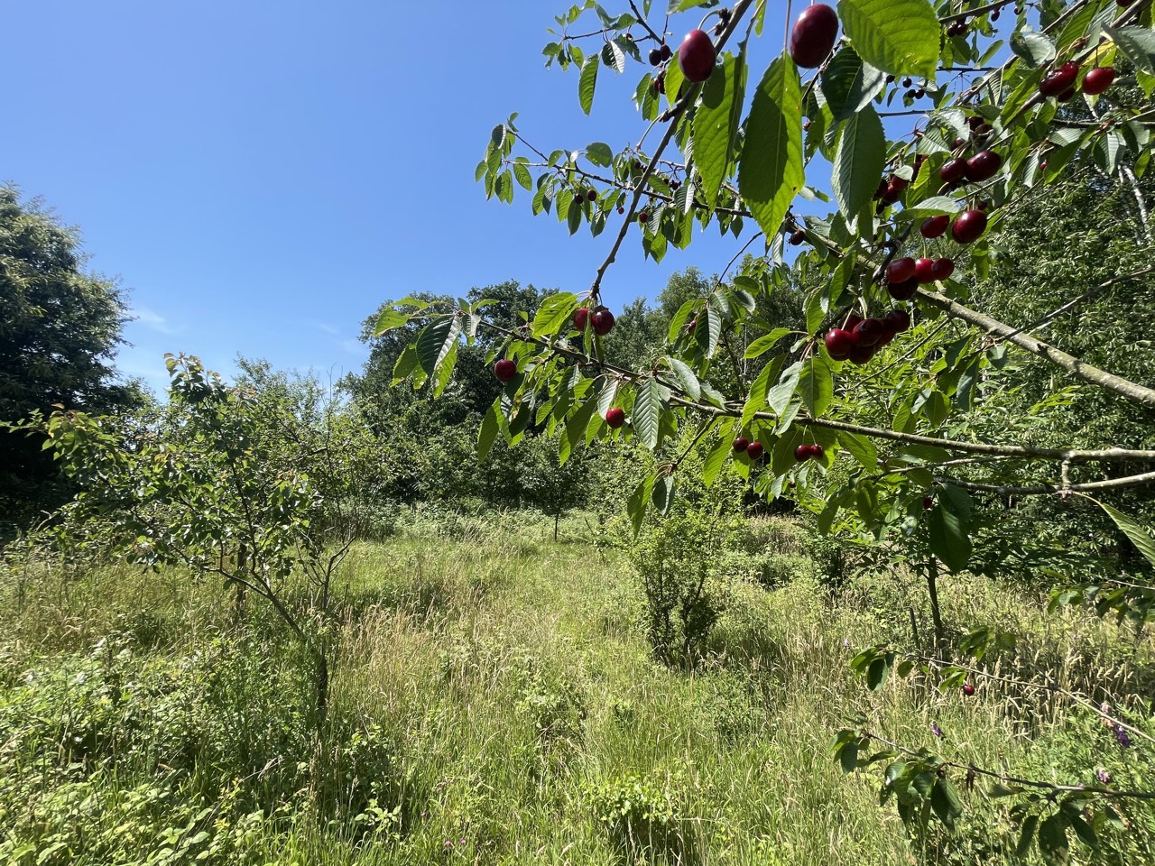 Wildkirschbaum mit reifen Kirschen an einer Wiese auf dem Kursgelände