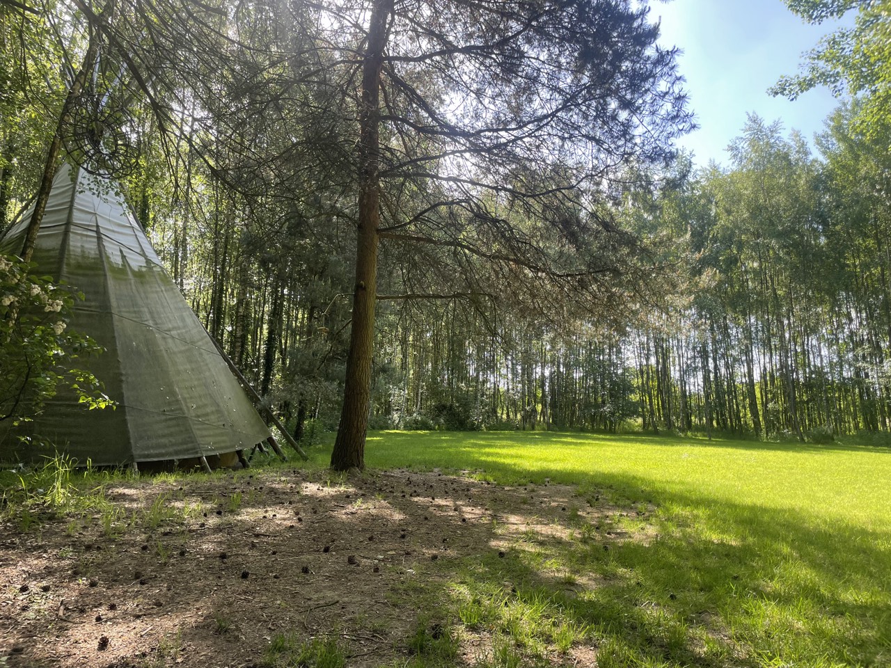 Tipi unter hohen Kiefern am Rand einer Waldwiese