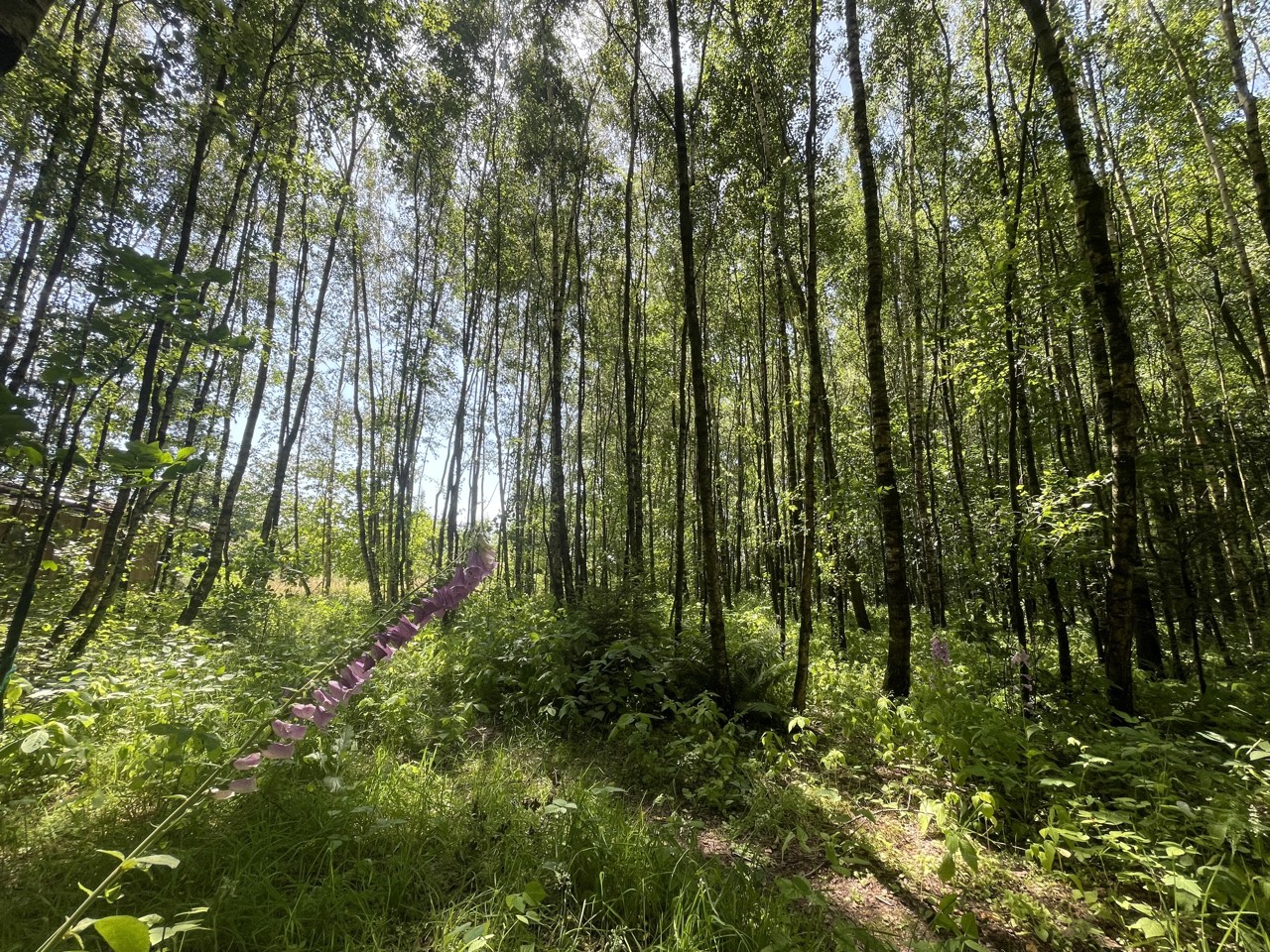 Lichter Birkenwald auf dem Kursgelände im Sommer