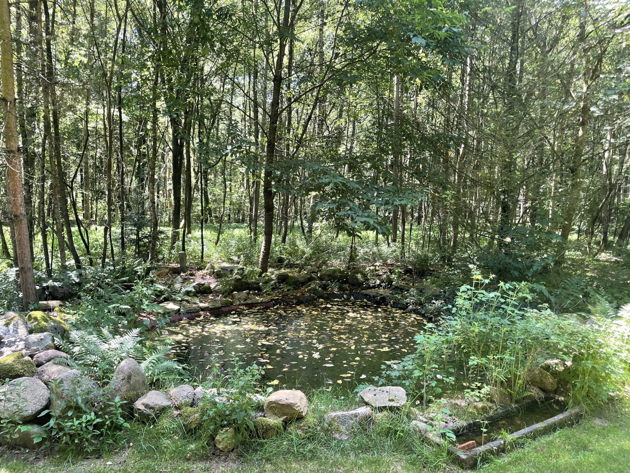 Naturteich mit Steinen und Farnen im Wald des Kursgeländes