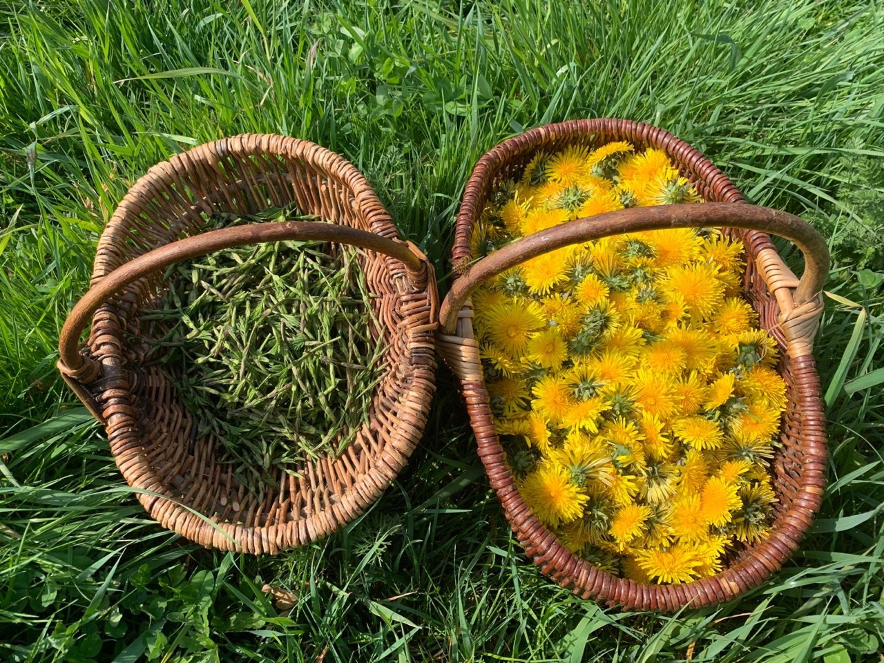 Körbe mit gesammeltem Löwenzahn und Wildkräutern auf der Wiese
