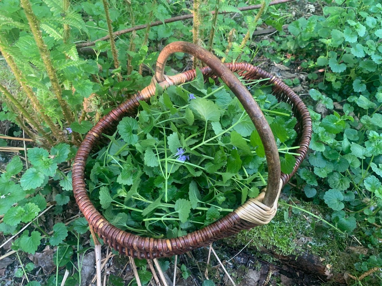 Weidenkorb mit frisch gesammelten Wildkräutern im Wald