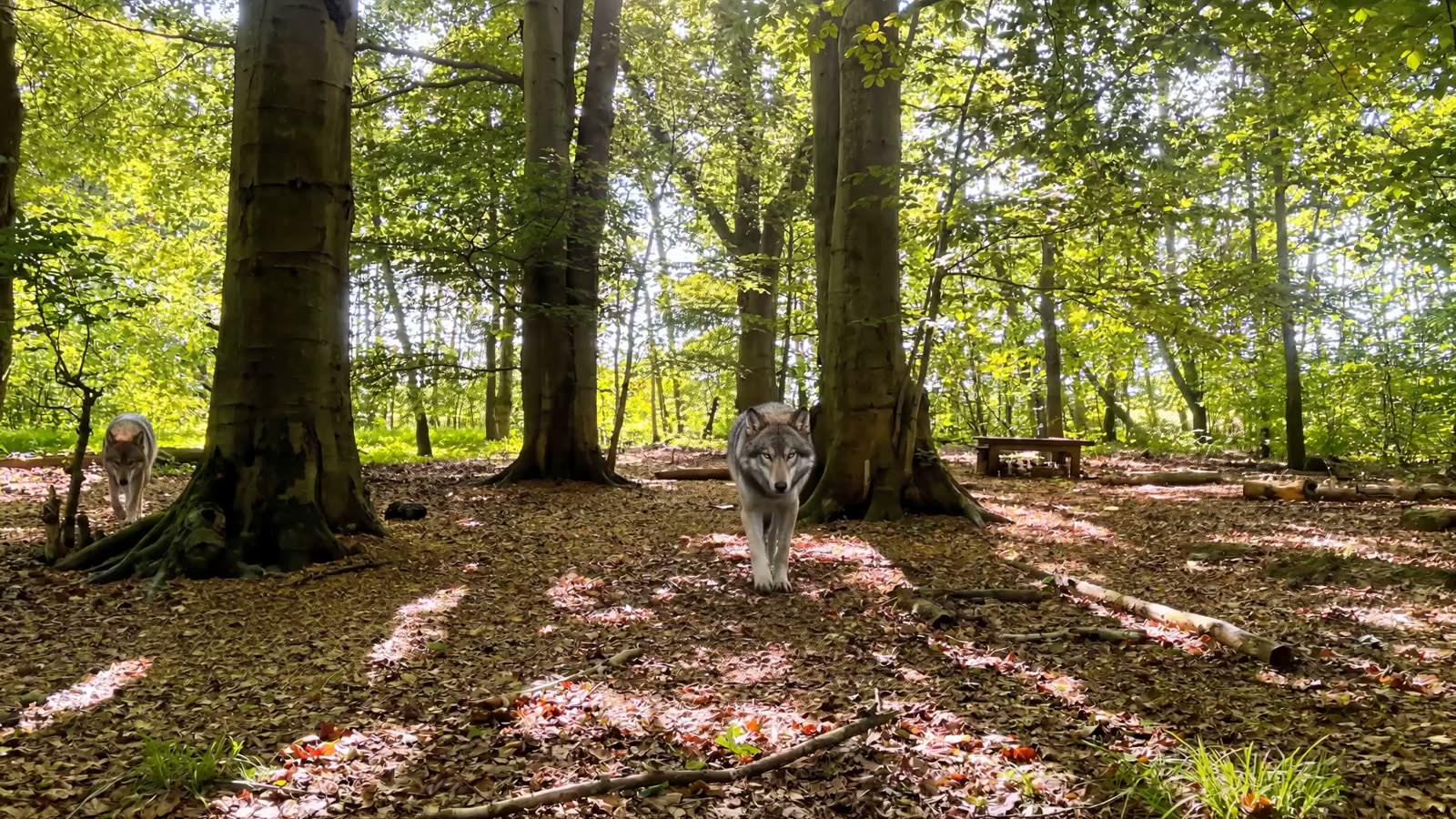 Ein Wolfsrudel auf einer sonnendurchfluteten Waldlichtung in Niedersachsen